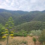 Shakty Mooni Yoga Retraite Yoga Méditation Cévennes