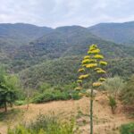 Shakty Mooni Yoga Retraite Yoga Méditation Cévennes