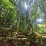 Shakty Mooni Yoga Retraite Yoga Méditation Cévennes