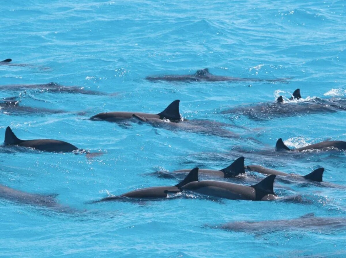 Shakty Mooni Yoga Retraite Yoga méditation et nage avec les dauphins Egypte Baie Sataya