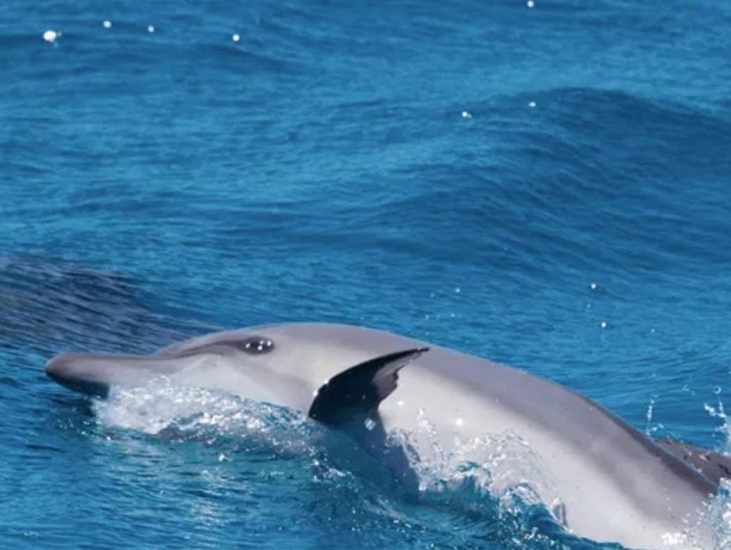 Shakty Mooni Yoga Retraite Yoga méditation et nage avec les dauphins Egypte Baie Sataya