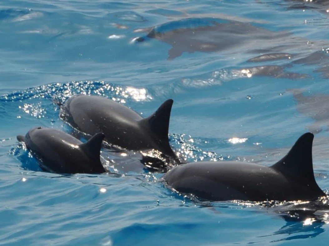 Shakty Mooni Yoga Retraite Yoga méditation et nage avec les dauphins Egypte Baie Sataya