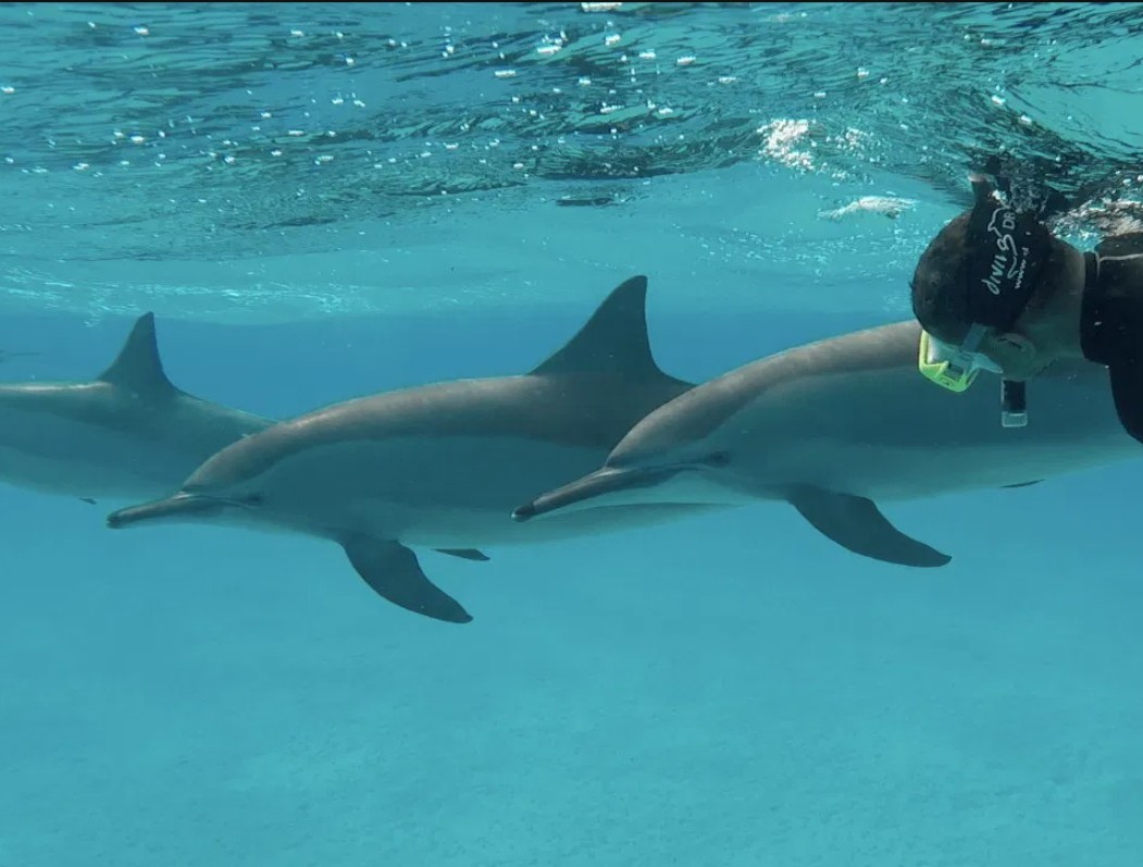Shakty Mooni Yoga Retraite Yoga méditation et nage avec les dauphins Egypte Baie Sataya