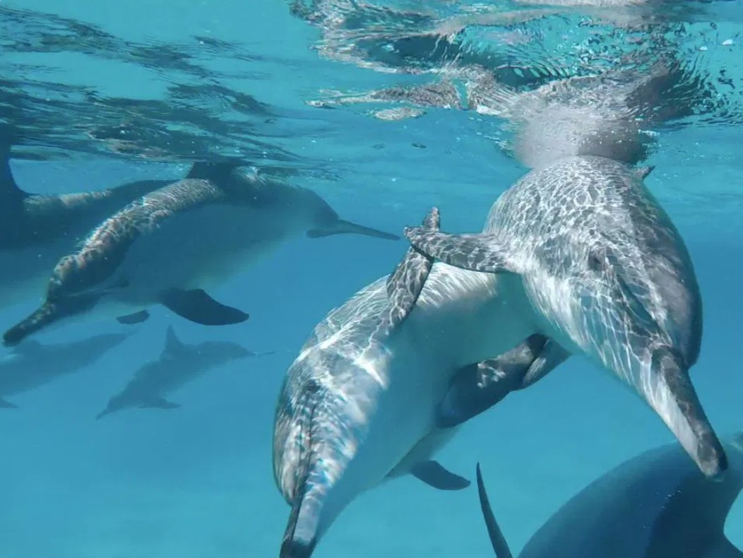 Shakty Mooni Yoga Retraite Yoga méditation et nage avec les dauphins Egypte Baie Sataya