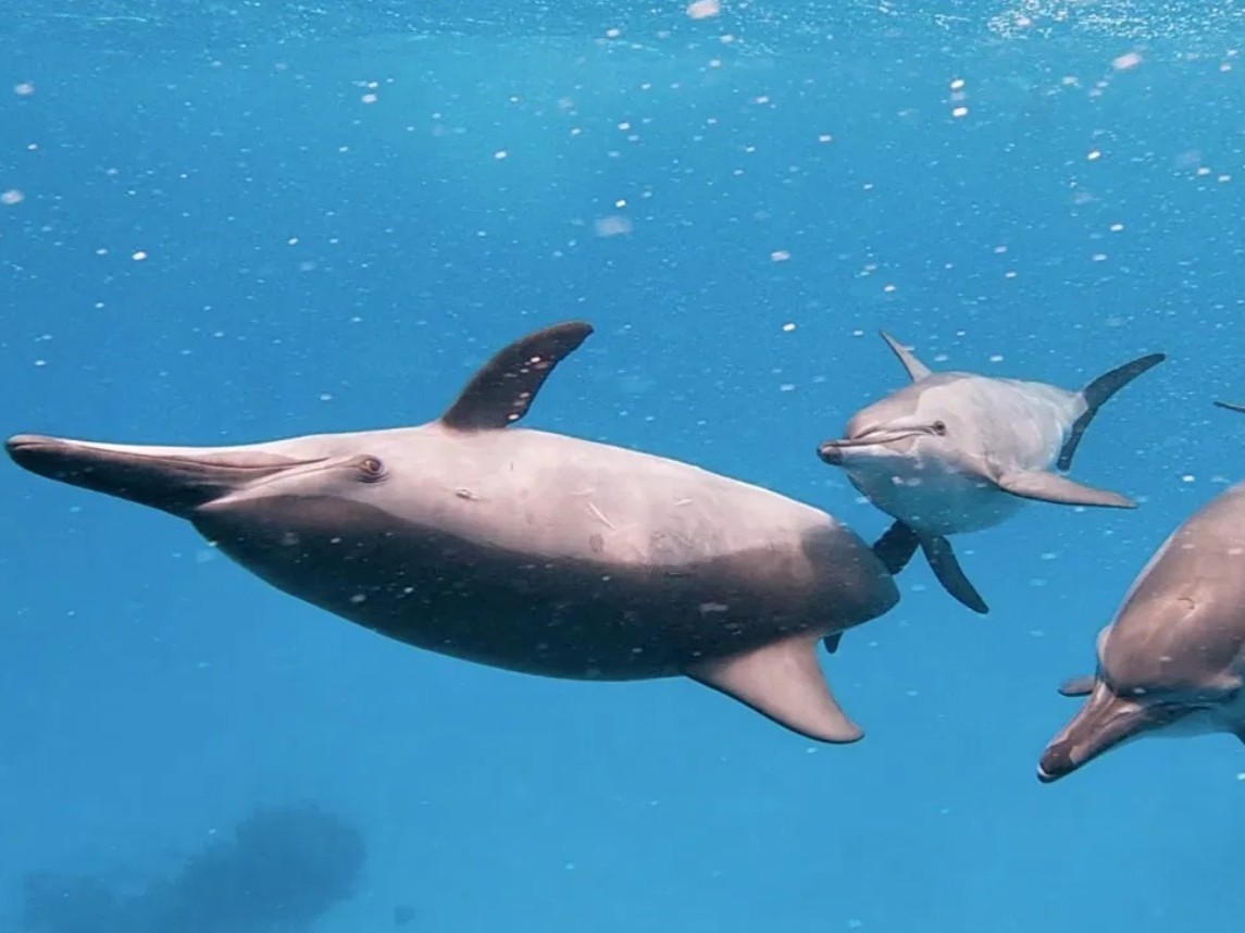 Shakty Mooni Yoga Retraite Yoga méditation et nage avec les dauphins Egypte Baie Sataya