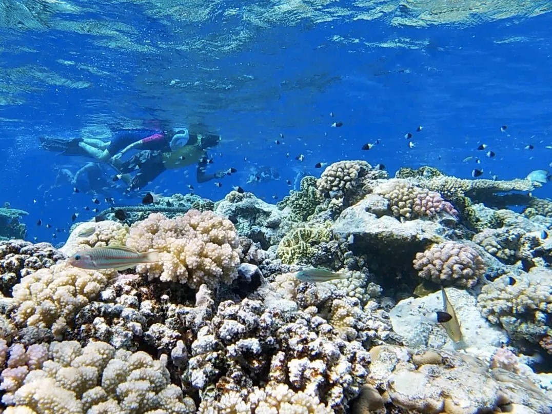 Shakty Mooni Yoga Retraite Yoga méditation et nage avec les dauphins Egypte Baie Sataya