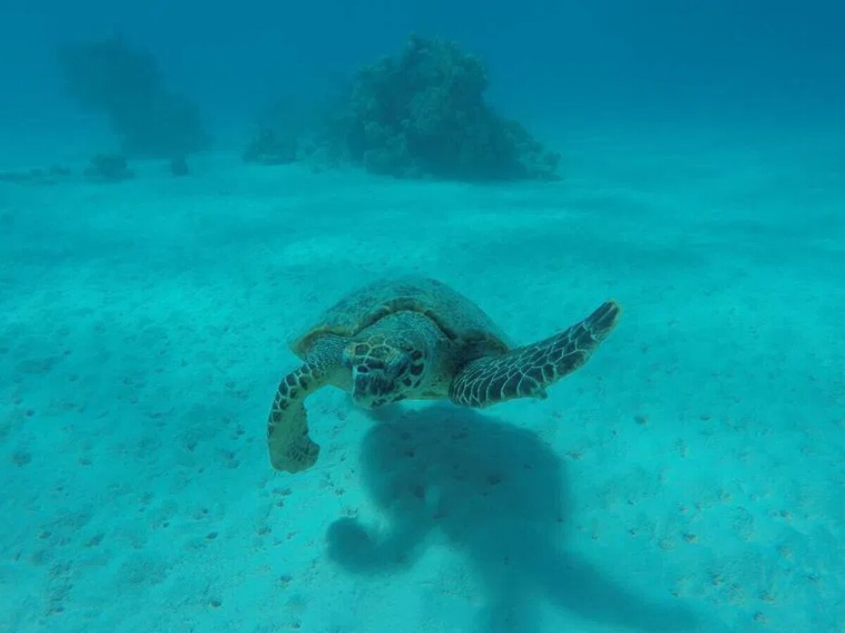 Shakty Mooni Yoga Retraite Yoga méditation et nage avec les dauphins Egypte Baie Sataya