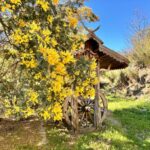 Shakty Mooni Yoga Retraite Yoga Méditation Cévennes