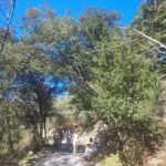 Shakty Mooni Yoga Retraite Yoga Méditation Cévennes