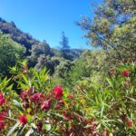 Shakty Mooni Yoga Retraite Yoga Méditation Cévennes