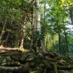 Shakty Mooni Yoga retraite Yoga Méditation Cévennes